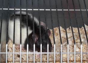 OLETF model, similar to adult diabetes, was used for diabetes experiments 